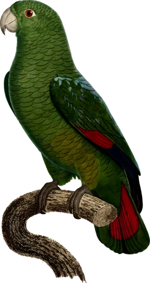 Green Parrot Perchedon Branch PNG Image