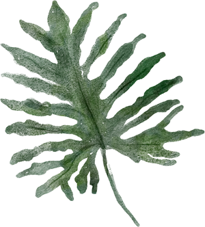 Green Philodendron Leaf Texture PNG Image