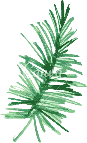 Green Pine Branches Illustration PNG Image