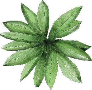 Green Plant Top View PNG Image