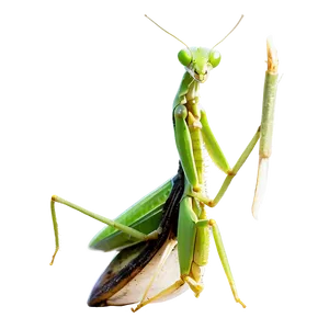 Green Praying Mantis Png Jcb PNG Image