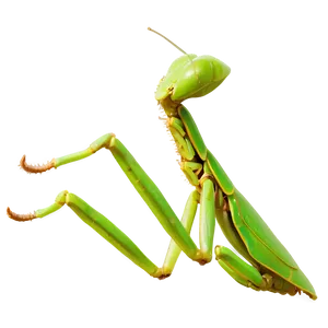 Green Praying Mantis Png Qss PNG Image