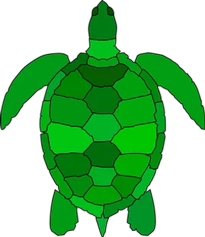 Green Sea Turtle Graphic PNG Image