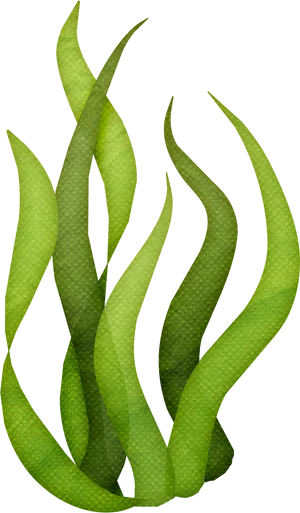 Green Seaweed Illustration PNG Image