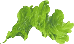 Green Seaweed Illustration PNG Image