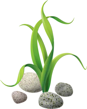 Green Seaweedand Stones Illustration PNG Image