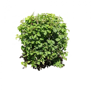 Green Shrub Against Textured Background PNG Image