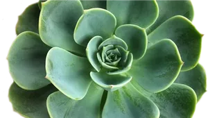 Green Succulent Closeup PNG Image