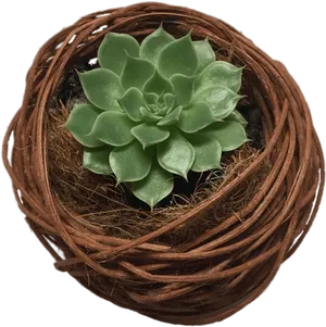 Green Succulentin Twined Planter PNG Image