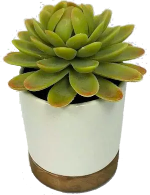 Green Succulentin White Pot.png PNG Image