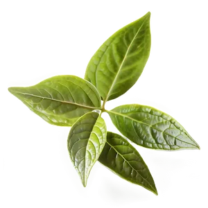 Green Tea Leaf Png Cmb30 PNG Image