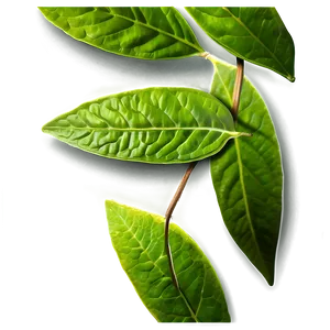 Green Tea Leaf Png Djm PNG Image