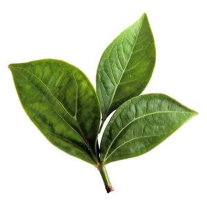 Green Tea Leaf Png Phi97 PNG Image