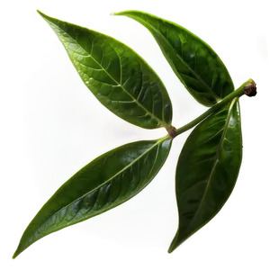 Green Tea Leaves PNG Mid PNG