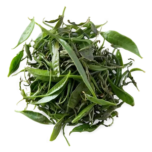 Green Tea Leaves PNG Qmv14 PNG