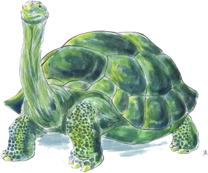 Green Tortoise Illustration PNG Image