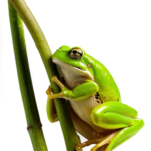 Green Tree Frog Png 43 PNG Image