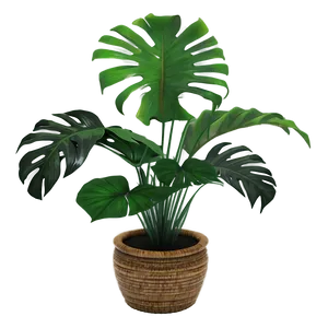 Green Tropical Plant Png Yjh28 PNG Image