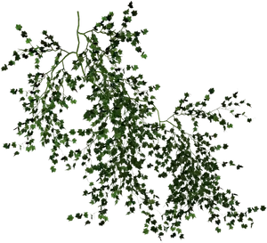 Green Vine Black Background PNG Image