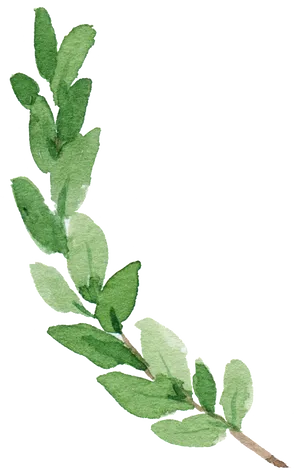 Green Watercolor Branch Illustration PNG Image