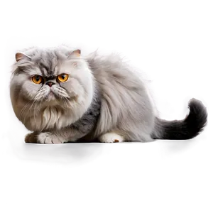 Grey Persian Cat Png Aqb PNG Image