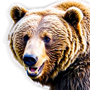 Grizzly Bear Face Clipart Png 06292024 PNG Image