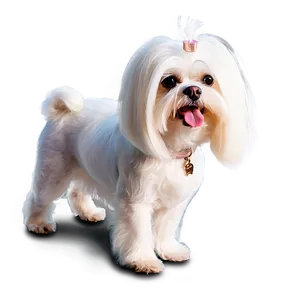 Groomed Maltese Standing Png 06282024 PNG Image