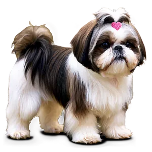 Groomed Shih Tzu Show Dog Png 50 PNG Image