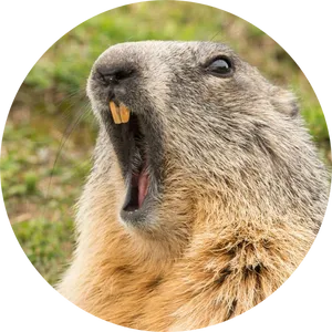 Groundhog_ Closeup_ Portrait.jpg PNG Image