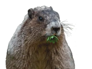 Groundhog Eating Green Leaves PNG Image