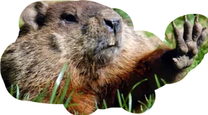 Groundhog Wavingin Grass.png PNG Image