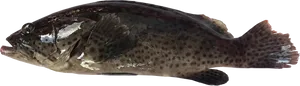 Grouper Side View.png PNG Image