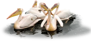 Groupof Pelicanson Water.jpg PNG Image