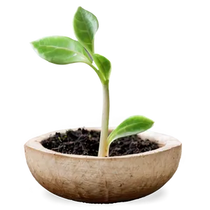 Growing Sprout Png Aeq PNG Image