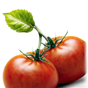 Growing Tomato Plant Png Yhm64 PNG Image