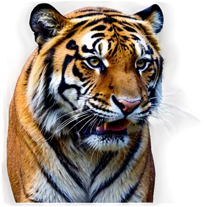 Growling Tiger Portrait Png Fah PNG Image