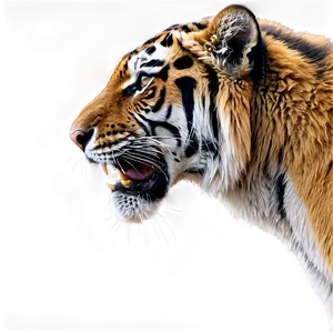 Growling Tiger Portrait Png Jub PNG Image