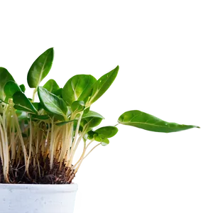 Growth Sprout Png 53 PNG Image