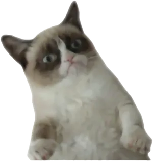 Grumpy Cat Cutout PNG Image