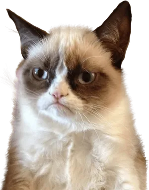 Grumpy Cat Meme Portrait PNG Image