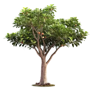 Guava Tree Png 06282024 PNG Image