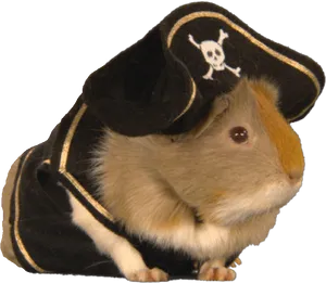 Guinea Pig Pirate Costume PNG Image