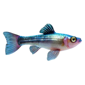 Guppy Fish Transparent Png Ftj PNG Image