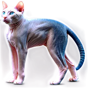 Hairless Cat Profile Png 06252024 PNG Image