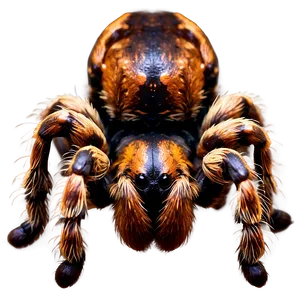 Hairy Tarantula Detail Png Ydl PNG Image