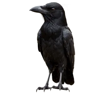 Halloween Crow Png Jur PNG Image