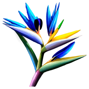 Hand-drawn Bird Of Paradise Png Squ55 PNG Image