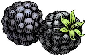 Hand Drawn Blackberries Illustration PNG Image