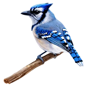 Hand-drawn Blue Jay Png 31 PNG Image