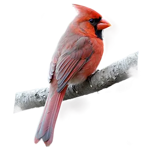 Hand Drawn Cardinal Png 06252024 PNG Image